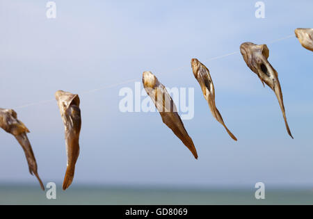 Ergreifung von Grundeln Fische Trocknen auf Sonne, zukünftige Snacks für Bier. Selektiven Fokus. Stockfoto