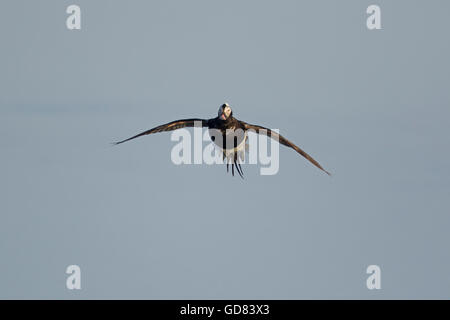 Eisente Clangula Hyemalis - kommen, um Land See Myvatn Island BI028137 Stockfoto