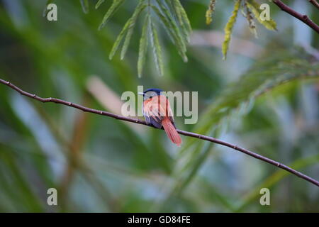 African Paradise Flycatcher (Terpsiphone Viridis) weiblich in Ruanda Stockfoto