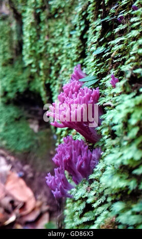 Lila Coral Pilze (Clavaria Zollingeri) im Moos im australischen Regenwald Stockfoto