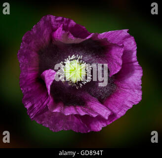 Lila Orientalischer Mohn, Papaver somniferum Stockfoto