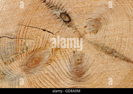 Holzstruktur mit Jahresringen Stockfoto