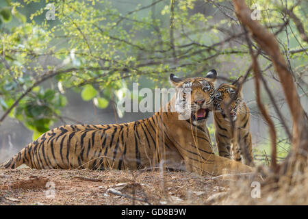 Bengalische Tigerin Familie gerade neben den Bäumen am Ranthambhore Wald, Indien. (Panthera Tigris) Stockfoto