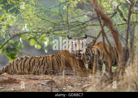 Bengalische Tigerin Familie starrte neben den Bäumen am Ranthambhore Wald, Indien. (Panthera Tigris) Stockfoto