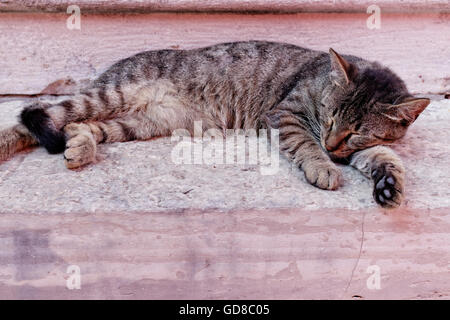 Graue Katze schläft auf Treppe Stockfoto