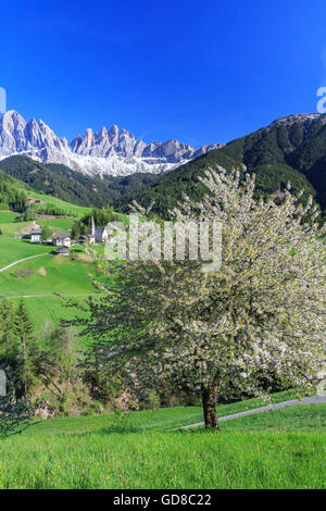 Blühende Frames das Dorf St. Magdalena und die Geislerspitzen Villnösser Tal Südtirol Dolomiten Italien Europa Stockfoto