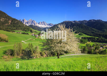 Blühende Frames das Dorf St. Magdalena und die Geislerspitzen Villnösser Tal Südtirol Dolomiten Italien Europa Stockfoto