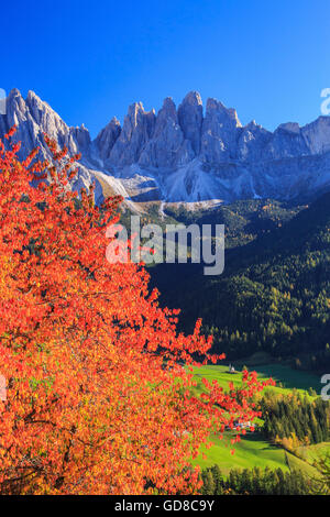 Bunter Herbst Bäume umrahmen die Gruppe der Geisler St. Magdalena Villnösser Tal South Tyrol Dolomiten Italien Europa Stockfoto