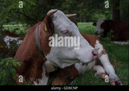 Deutschland, Bayern, Rottach-Egern, 29. Mai 2016. Kühe grasen auf einer Wiese in der Nähe von Rottach-Egern in Oberbayern. Stockfoto