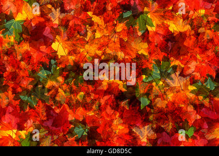 Nahtlose Muster fallen Herbst rot grün gelb Hintergrund Ahornblätter Stockfoto
