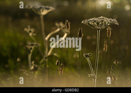 Morgensonne beleuchtet die Kuh Petersilie und anderen Wildblumen am Wilstone Stausee, Hertfordhsire, UK Stockfoto