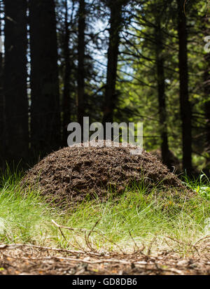 Große Ameise Haufen im Wald. Stockfoto