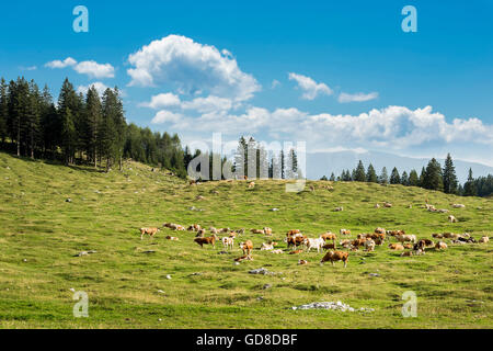 Kühe fressen Rasen, auf einem Berg. Stockfoto