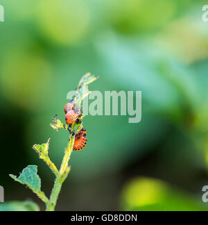 Kartoffel-Bug Raupen Kartoffel Blätter zu essen. Stockfoto