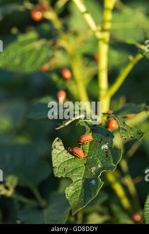 Kartoffel-Bug Raupen Kartoffel Blätter zu essen. Stockfoto