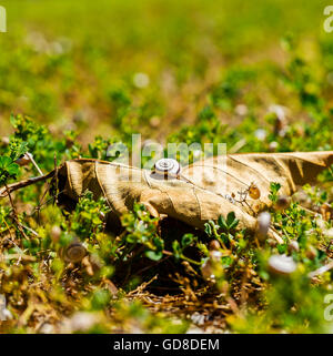 Kleine Schnecke auf einem großen Blatt. Stockfoto