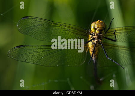 Nahaufnahme von einem weiblichen gemeinsame Darter - Sympetrum Striolatum, die Libelle in eine Spinnen-Netz am Wilstone Stausee gefangen Stockfoto