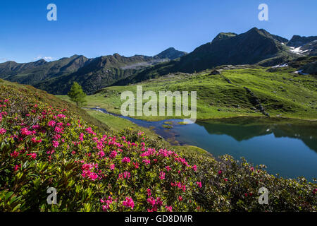 Rhododendren und Seen porcile tartano Tal Bergamasker Alpen lombardei Italien Europa Stockfoto