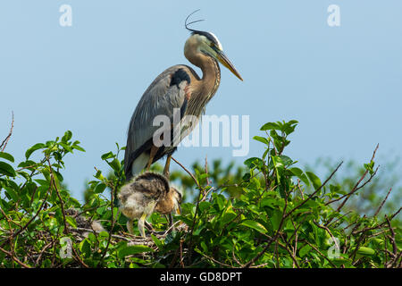 Great Blue Heron mit Küken im Nest gegen einen wunderschönen blauen Himmel Stockfoto