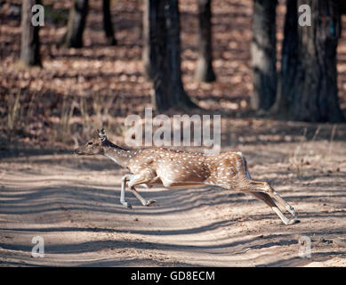 Das Bild der gefleckte Rehe (Achse-Achse) auf Flucht wurde im Bandavgarh Nationalpark, Indien aufgenommen. Stockfoto