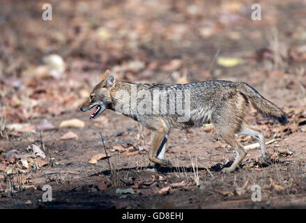 Das Bild der indischen Jackal (Canis Aureus Indicus) wurde im Bandavgarh Nationalpark, Indien aufgenommen. Stockfoto