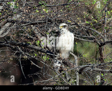 Das Bild der Schlange Crested Eagle (Spilornis Cheela) war Atken im Bandavgarh Nationalpark, Indien Stockfoto