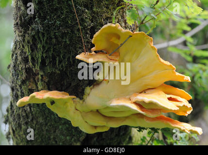 Schwefel Regal oder Huhn auf den Wald Pilze (Laetiporus sulfureus) wächst an den Bemoosten Stamm einer Eiche Baum über Derwent Water Stockfoto