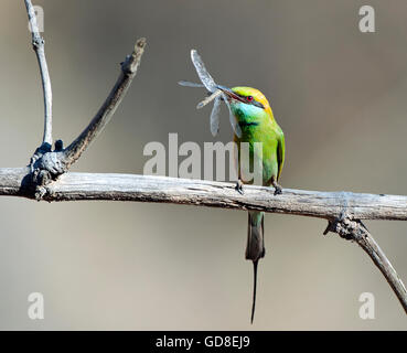 Das Bild des grünen Bienenfresser (Merops Orientalis) war Atken im Bandavgarh Nationalpark, Indien Stockfoto