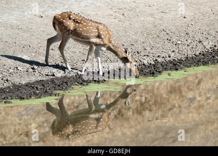 Das Bild der gefleckte Rehe (Achse-Achse) wurde im Bandavgarh Nationalpark, Indien aufgenommen. Stockfoto