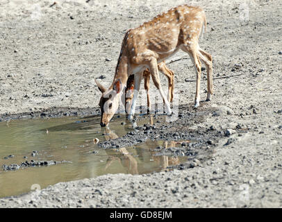 Das Bild der gefleckte Rehe (Achse-Achse) wurde im Bandavgarh Nationalpark, Indien aufgenommen. Stockfoto