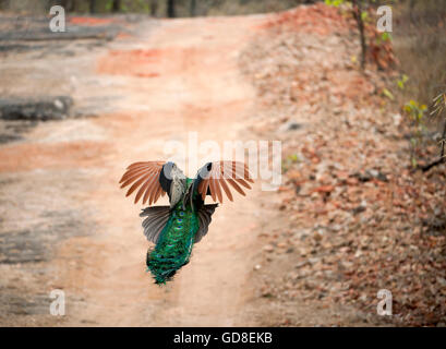 Das Bild der indischen Pfauen (Pavo Cristatus) im Flug erfolgte im Bandavgarh Nationalpark, Indien Stockfoto