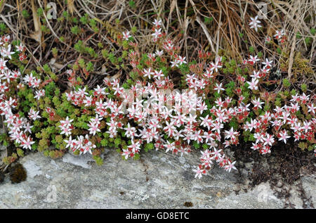 Blumen der englische Fetthenne (Sedum Anglicum). Gruinart, Islay, Inneren Hebriden, Argyll, Schottland. Stockfoto