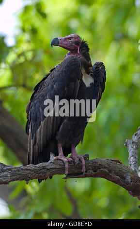Das Bild der roten Spitze Geier (Sarcogyps Calvus) wurde im Bandavgrah Nationalpark, Indien aufgenommen. Stockfoto