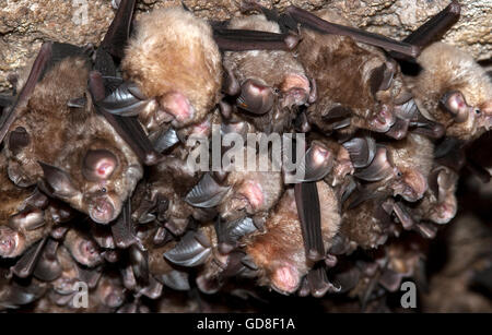 Das Bild der großen östlichen Hufeisennase (Rhinolophus Luctus) aufgenommen in Bandhavgarh Natioanal Park, Indien Stockfoto