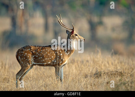 Das Bild der gefleckte Rehe (Achse-Achse) wurde im Bandavgarh Nationalpark, Indien aufgenommen. Stockfoto