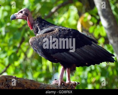 Das Bild der roten Spitze Geier (Sarcogyps Calvus) wurde im Bandavgarh Nationalpark, Indien aufgenommen. Stockfoto