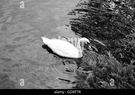 Ein Schwan im Lago di Lugano in der Schweiz. Das Bild ist schwarz und weiß. Stockfoto