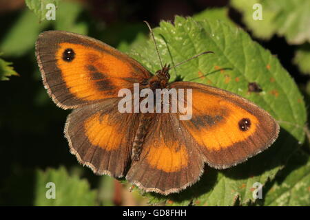 Gatekeeper Schmetterling (Aberration) Stockfoto