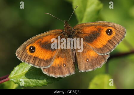 Gatekeeper-Schmetterling Stockfoto