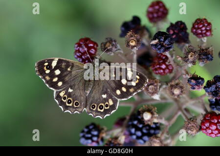 Gesprenkelte Holz Schmetterling Stockfoto