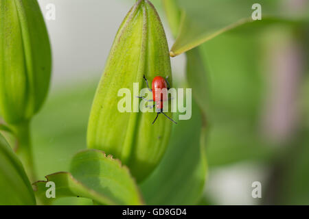 Red Lily Käfer auf Lily Pflanze Stockfoto
