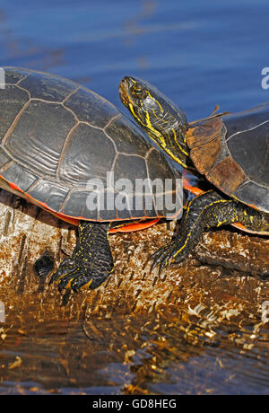 Western gemalt Schildkröten sonnen sich auf einer Birke Stamm in Thunder Bay, Ontario, Kanada. Stockfoto