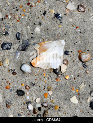 Verschiedene kleine gebrochene Muscheln am Strandsand Stockfoto