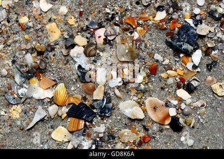 Verschiedene kleine gebrochene Muscheln am Strandsand Stockfoto