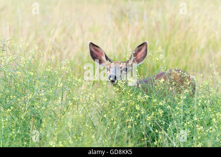 Maultier-Rotwild in hohen Gräser und Kräuter, Iwetemlaykin Welterbe-Aufstellungsort, Wallowa Valley, Oregon. Stockfoto