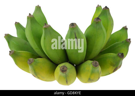 Kultivierte Banane auf weißem Hintergrund isolieren. Stockfoto