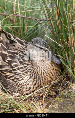 Stockente (Anas Platyrhynchos). Nestbau. Lokal gesammelten Vegetation zur Linie Standort ausgewählt unter den Binsen Juncus sp. Stockfoto