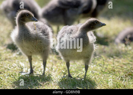 Rothalsgans (Branta Ruficollis). Achtzehn Tage alt Gänsel. Noch in der "falschen" Gefieder. Stockfoto