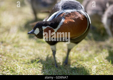 ROTHALSGANS (Branta Ruficollis). Weibliche führende Gänsel milde Bedrohung Haltung nach vorne zeigen. Stockfoto