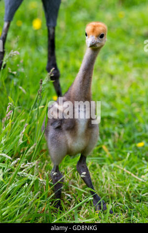 Blau, Paradies oder Stanley Kran (Anthropoides Paradisea). Als Elternteil aufgezogen. 16 Tage alt.  England. Privatsammlung. Stockfoto